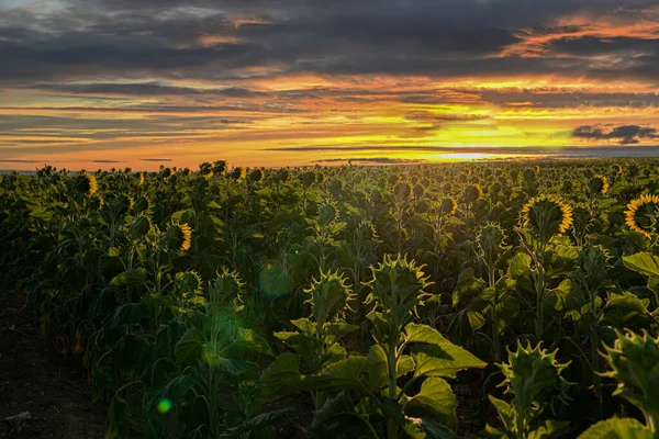 Back view of sunflowers heading towards the sun at sunrise