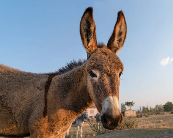 Cara Burro Divertida Con Zona Rural Borrosa — Foto de Stock