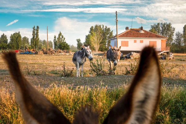 Aldeia Vida Rural Com Dois Burros Vistos Através Das Orelhas — Fotografia de Stock