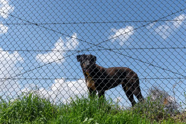 Ein Schwarz Gefärbter Hund Hinter Dem Draht Gras — Stockfoto