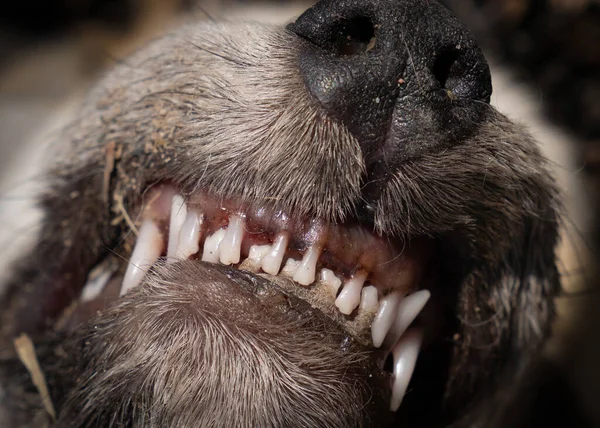Εστιάζοντας Στα Δόντια Και Μύτη Του Νεκρού Σκύλου — Φωτογραφία Αρχείου