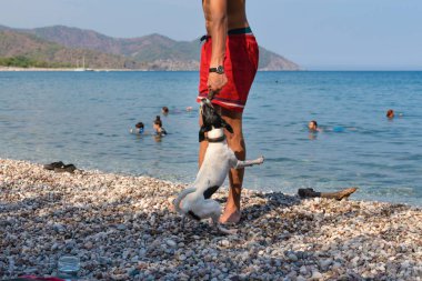 Beyaz köpek sopayla oynuyor. Adamın eli dışarıda, deniz kenarında.