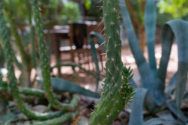 Enfoque Selectivo Diferentes Tipos Cactus Jardín — Foto de Stock
