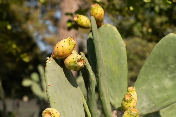 Cactus Poires Épineuses Opuntia Ficus Indica Opuntia Figuier Indien Aux — Photo