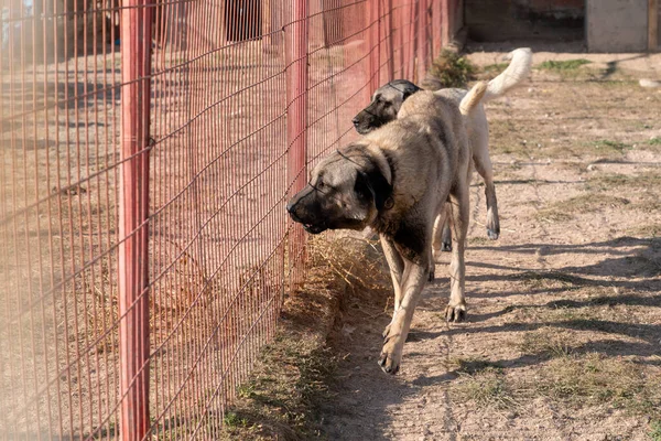 Zwei Schöne Anatolische Schäferhunde Sivas Kangal Kopek Kopegi Schreiten Hinter — Stockfoto