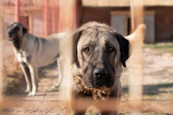 Schöner Anatolischer Schäferhund Sivas Kangal Kopek Kopegi Steht Hinter Einem — Stockfoto