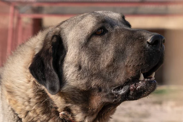Sivas, Kangal 'da bir köpek çiftliğinde güzel bir anadolu çoban köpeğinin (sivas kangal kopek / kopegi) yan görüntüsü.