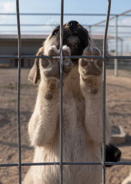 Schöner Anatolischer Schäferhund Sivas Kangal Kopek Kopegi Erklimmt Den Käfig — Stockfoto