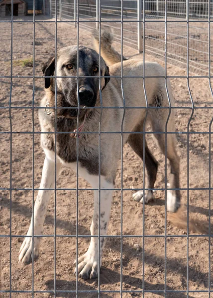 Schöner Anatolischer Schäferhund Sivas Kangal Kopek Kopegi Steht Hinter Einem — Stockfoto