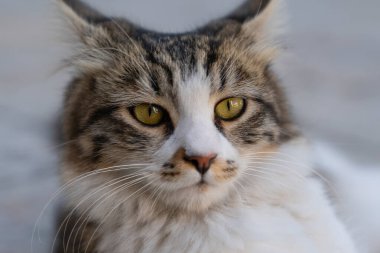 Yakından sevimli kahverengi kedi yorgun görünüyor.