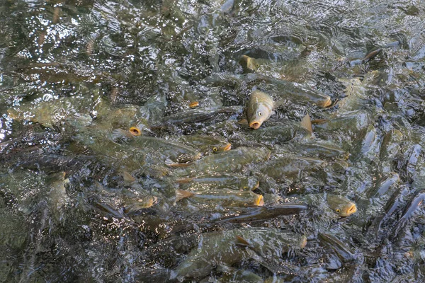 トルコのサンリウルファのゴルバシ公園にあるアブラハムのプールとしても知られるバリクリゴルの鯉 — ストック写真