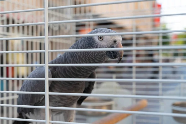 Grey Gray Parrot Looking Out Cage — Stock Photo, Image