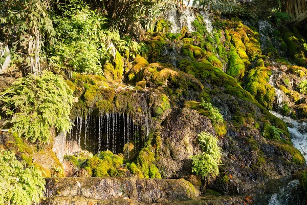 Mousse Verte Jaune Avec Gouttelettes Eau Beau Fond Tropical Cascade — Photo