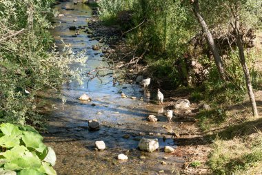 Derenin kenarında başıboş dolaşan ve beslenen tavuklar.
