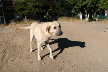 Hasta ve yalnız sokak köpeği ayakta durmaya çalışıyor ve gölgesi yerde  