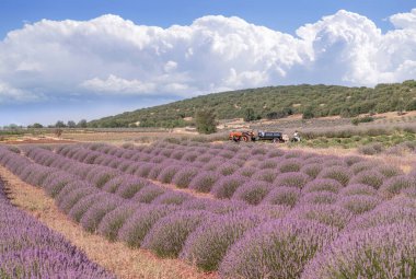 Lavanta tarlasında traktörlü lavanta işçileri, Kuyucak, Isparta