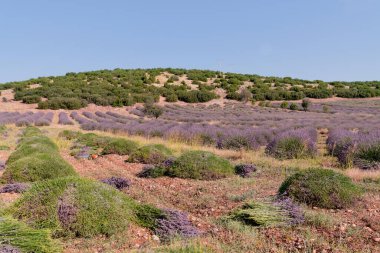 Lavanta hasadı ve demet demet lavanta.