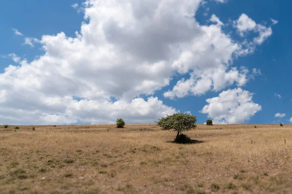 초원에 외로운 나무와 보이는 아름다운 — 스톡 사진
