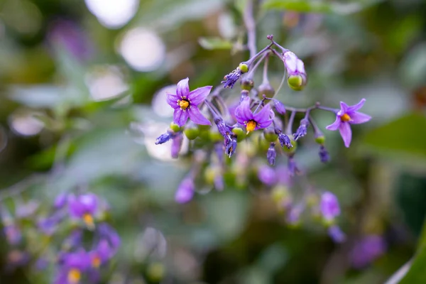 Bitterzoete Nachtschade Solanum Dulcamara Bloemen Knoppen Met Bladeren Van Dichtbij — Stockfoto