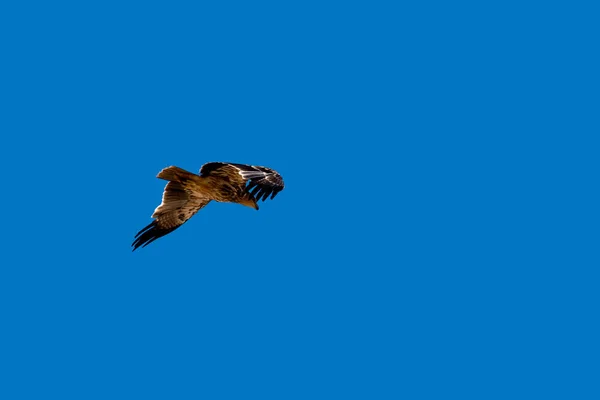 赤い鷹が青い空を飛んでいる — ストック写真