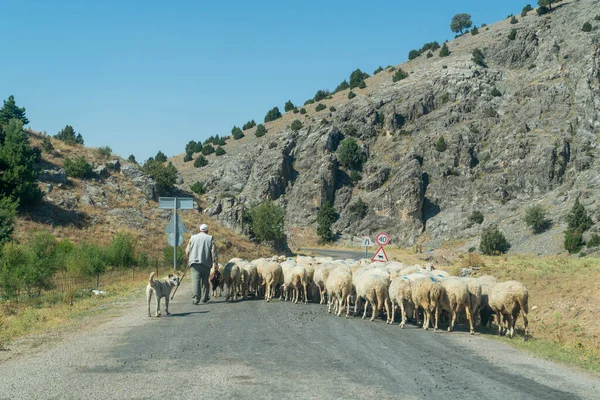 Задньому Плані Пастух Бере Овець Щоб Пасти Асфальтній Дорозі Між — стокове фото
