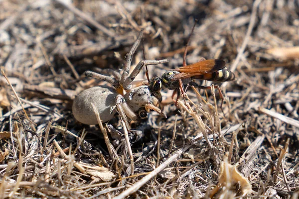 Kampf Zwischen Spinne Und Wespe Auf Trockenem Gras — Stockfoto