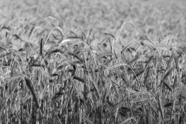 Campo Trigo Imagem Preto Branco — Fotografia de Stock