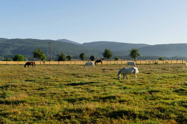 Hästar Betar Åker Daday Kastamonu Turkiet — Stockfoto