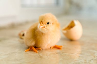 Yumurtadan yeni çıkmış sarı bir civciv meraklı gözlerle etrafına bakıyor..