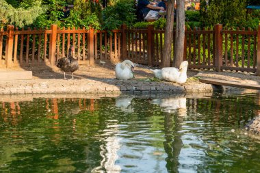 Ankara / Türkiye - 13 Mayıs 2020: Kugulu Parkı günün tadını çıkarmak için popüler bir yer