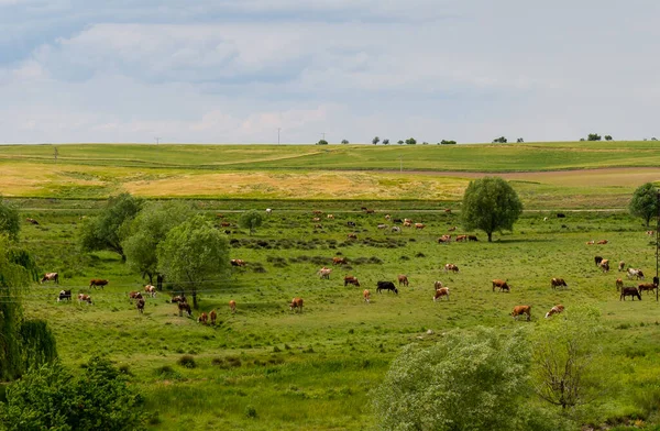 Корови Пасуться Лузі Полі Знімок Здалеку Пасовище Зелена Трава Панорамний — стокове фото