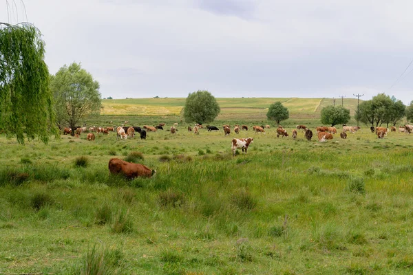 소들은 들판의 초원에서 뜯습니다 곳에서 사진이야 푸르스름하고 파노라마 농업의 개념이다 — 스톡 사진