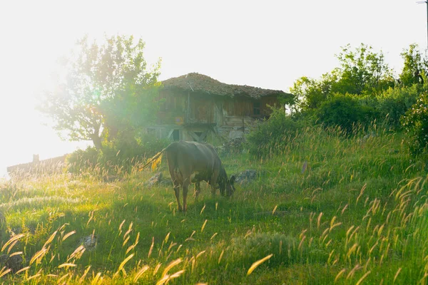 Корова Пасуться Заході Сонця Старий Кам Яний Дерев Яний Будинок — стокове фото