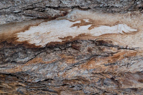 Nature abstract pattern. Bark background.Tree bark pattern. Natural wood surface for dark rough textured theme background.Rustic tree bark texture.Decorative texture of pine bark and wood chips.