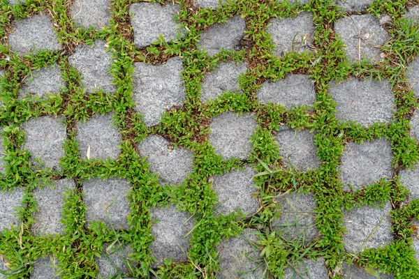 Plantas Verdes Entre Pavimentos Paralelepípedos — Fotografia de Stock