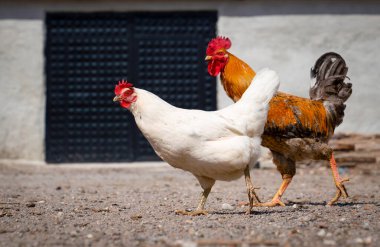 Çiftler arasındaki uyum. Ayaklara dikkat et. Beyaz tavuklu kırmızı horoz aşkı.