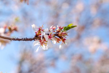 Bahar mevsimi, beyaz ağaç çiçekleri ve bulanık arka plan.