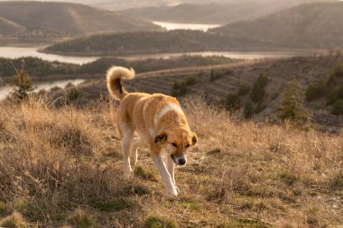 Arka planda kahverengi bir sokak köpeği ve Eymir Gölü var.