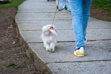 Dikiz aynasız kravat takar, tasma takar ya da beyaz köpeğe liderlik eder. Yol boyunca yürümeye devam ediyor. Deri bir tasma takıyor. Köyde bir yürüyüşe çık. Halk parkı. Sahibi kot pantolon giyiyor..