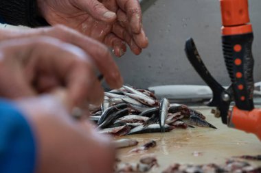 Satıcının balık pazarındaki temiz ançüez balığının seçici odağı.