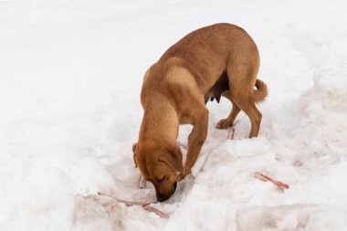 Kahverengi ya da kırmızı başıboş dişi köpek ayaklarına kadar kar üzerinde kemik yiyor.