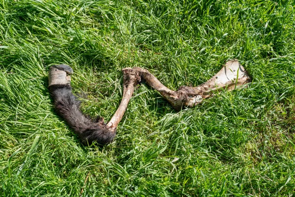 緑の芝生の上で死んだ馬やロバの死体の脚と蹄 — ストック写真