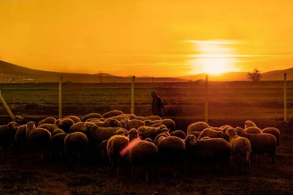 Emirdag Turkiet April 2020 Får Besättning Väntar Staketet Vid Solnedgången — Stockfoto