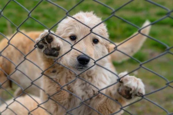 Triste Perro Cachorro Oro Trepó Valla Alambre —  Fotos de Stock