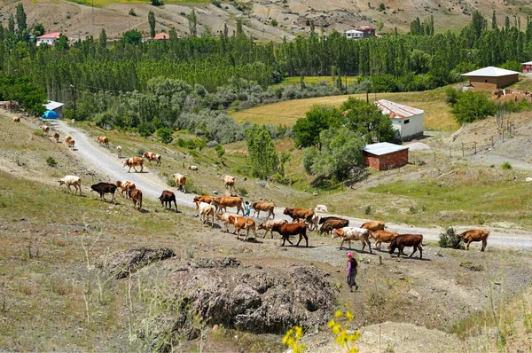 Αγελάδες Επιστρέφουν Από Βοσκότοπους Τουρκία — Φωτογραφία Αρχείου