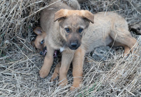 The face of the puppy whose leg is bitten by another puppy on dry grass.