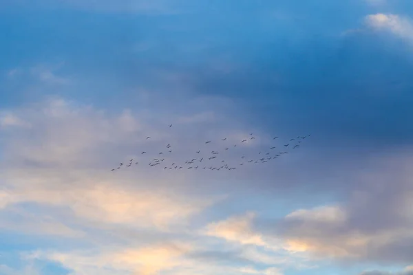 トルコのアンカラの青い空を飛ぶ大きな群れまたは鳥のグループ — ストック写真