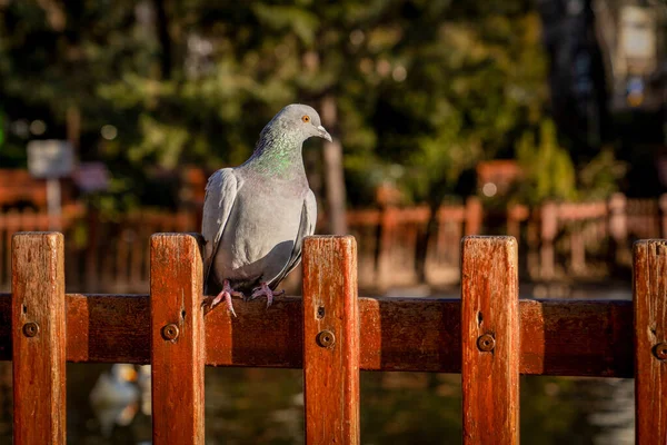 クグル公園の木の上に座っている鳩とトルコのアンカラの背景にある噴水 — ストック写真