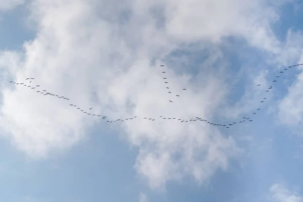 青い空を飛ぶ大きな群れや鳥の群れ — ストック写真