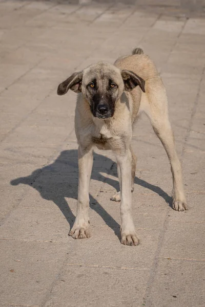 Grauer Lustiger Straßenhund Blickt Die Kamera — Stockfoto